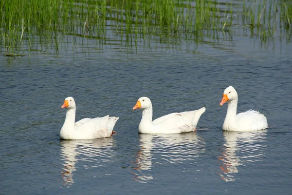 Witte gans zwemmen — Stockfoto