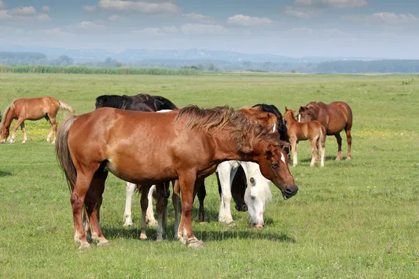 Hästar i Hagen — Stockfoto