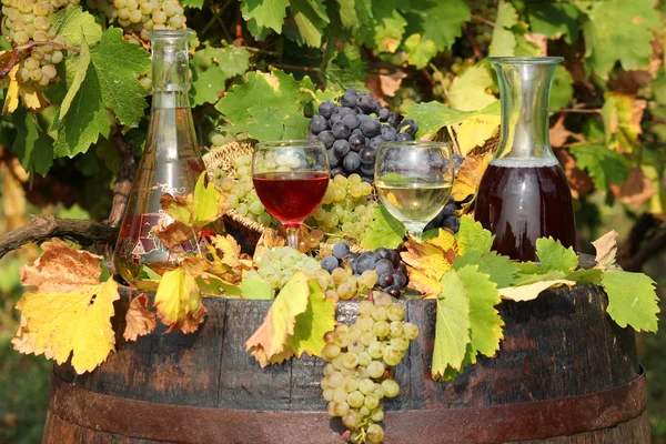 Scena autunno vino rosso e bianco — Foto Stock
