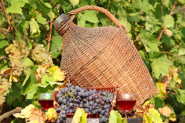 Červené víno podzimní scéna — Stock fotografie