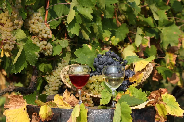 与红色和白色葡萄酒的葡萄园 — 图库照片