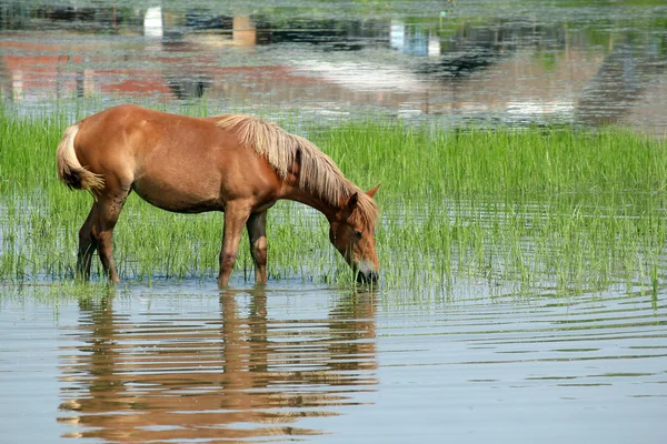 Bruna hästen stående i vatten och bete — Stockfoto
