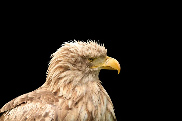 Aquila coda bianca europea isolata su nero — Foto Stock