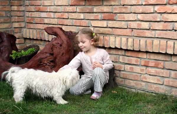 Красавица маленькая девочка играет с мальтийским щенком — стоковое фото