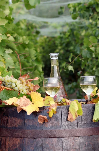Виноградник с белым вином и старой деревянной бочкой — стоковое фото