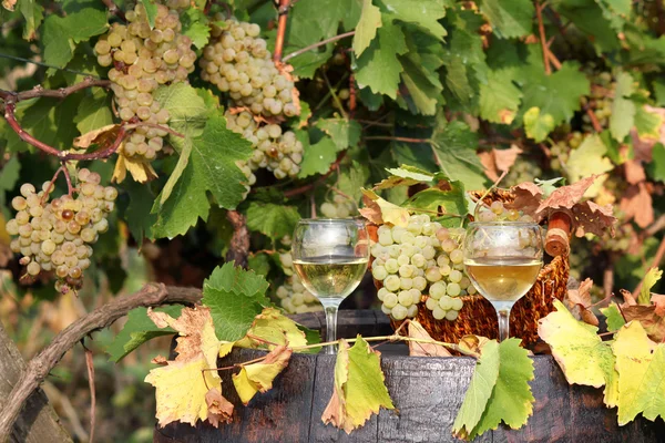 Осенняя сцена белого винограда и вина — стоковое фото