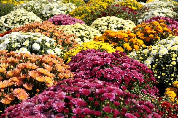Őszi virág — Stock Fotó
