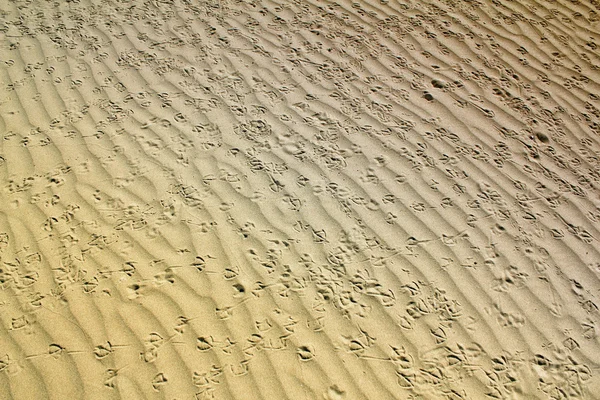 Rastos de pássaros na areia — Fotografia de Stock