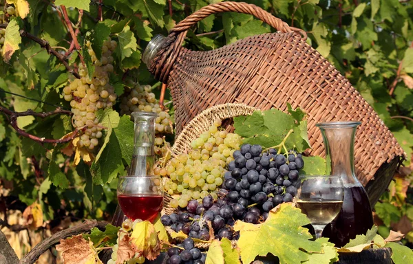 Vin rouge et blanc de vigne — Photo