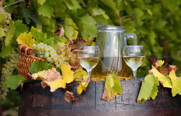 Vinice bílé víno — Stock fotografie