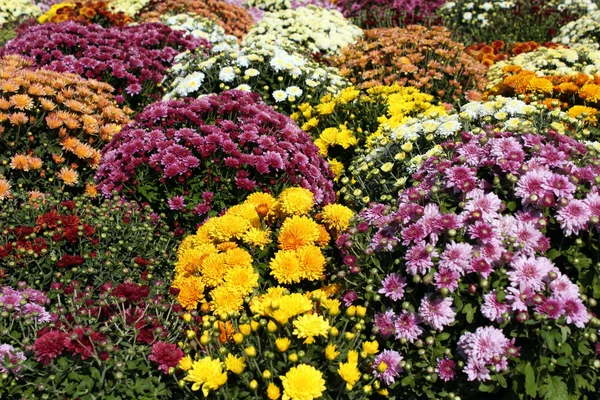 Chrysanthemen-Herbstszene — Stockfoto