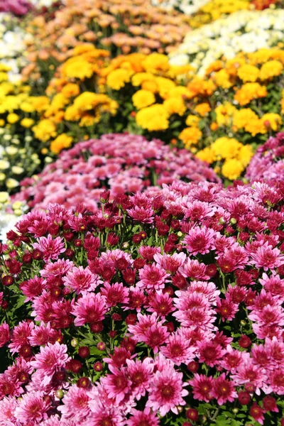 Цветочная осенняя сцена Хризантемы — стоковое фото