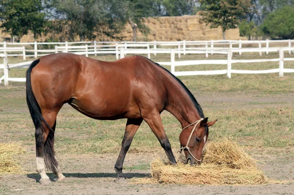 Feno comedor de cavalos — Fotografia de Stock