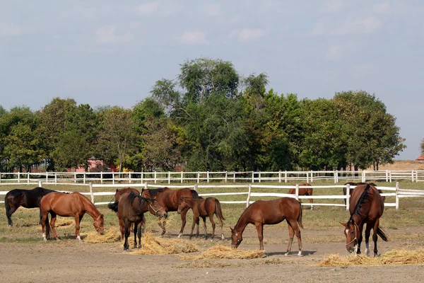 Herd of horses in corral — Stock Photo, Image