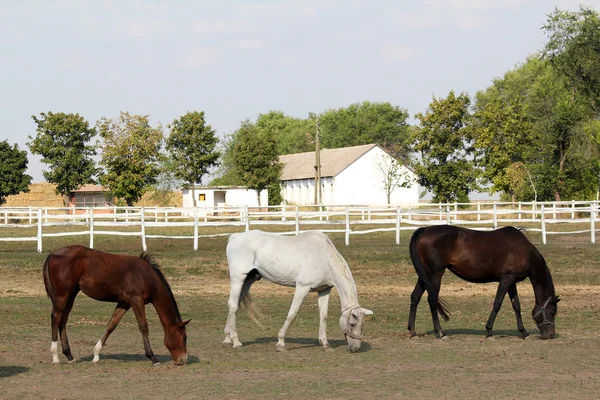 Koňská farma — Stock fotografie