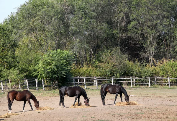 Konie jedzące siano — Zdjęcie stockowe
