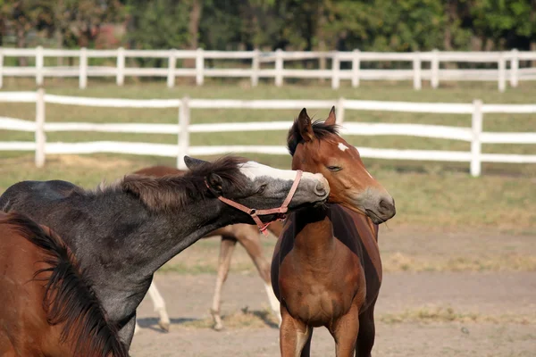 Oynayan iki foals — Stok fotoğraf