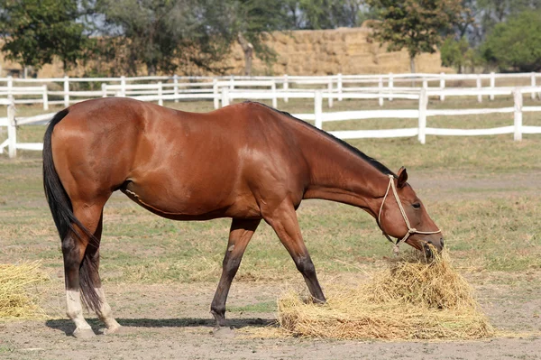 Brązowy koń jeść siano — Zdjęcie stockowe