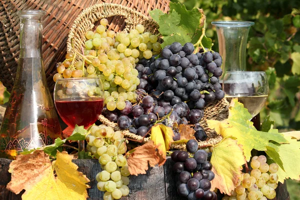 葡萄和葡萄酒 — 图库照片