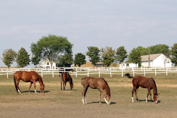 Granja de caballos con caballos y potros —  Fotos de Stock
