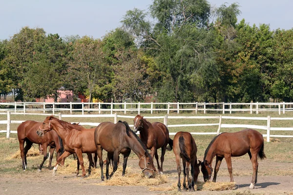 Cavalos comendo feno fazenda cena — Fotografia de Stock