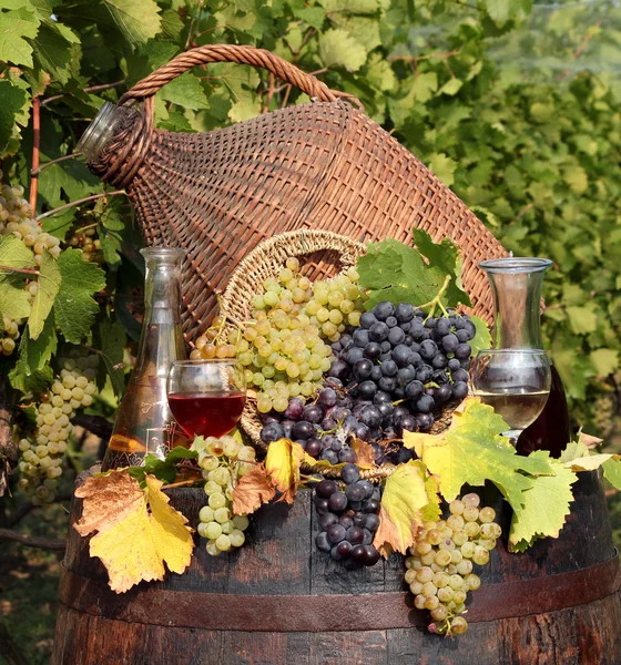 Vin rouge et blanc de vigne — Photo