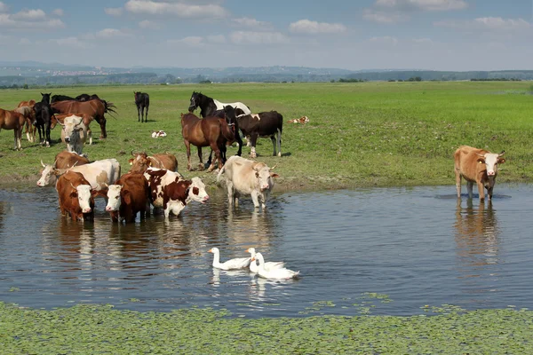 Cows horses and geese — Stock Photo, Image