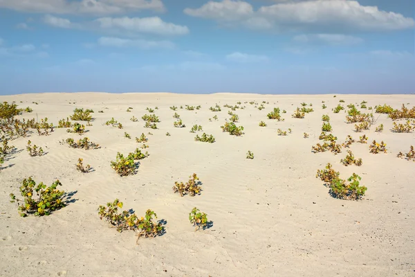 Sand desert — Stockfoto