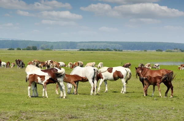 Three foals feeding with milk — Stock Photo, Image