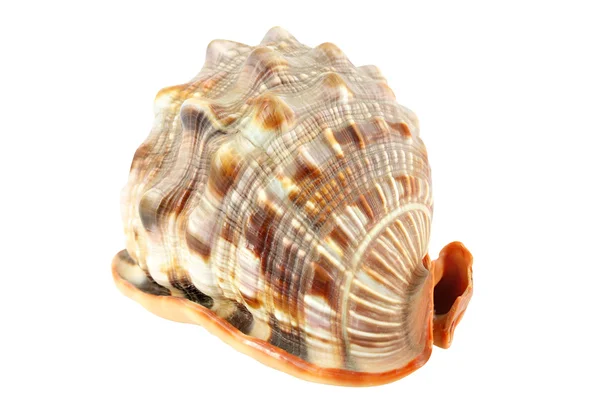 stock image Shell isolated on white