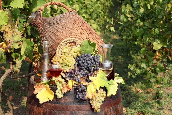 Wijngaard met druivenmost en wijn — Stockfoto