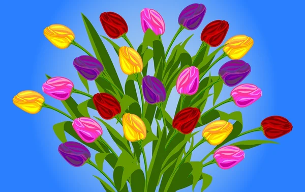 Tulipany w przyrodzie — Zdjęcie stockowe