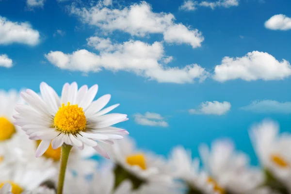 美丽的雏菊和蓝蓝的天空 — 图库照片