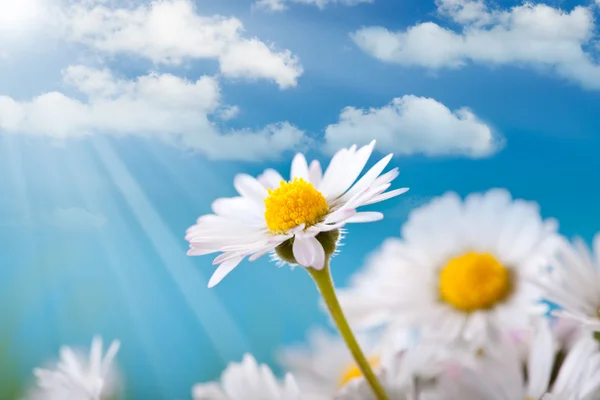 Vårblommor - daisy på blå himmel bakgrund — Stockfoto