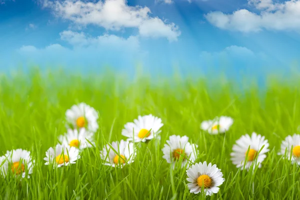 Feld von Gänseblümchen und blauem Himmel auf dem Hintergrund — Stockfoto