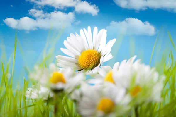 Frühlingsblumen - schöne Gänseblümchen auf blauem Himmel Hintergrund — Stockfoto