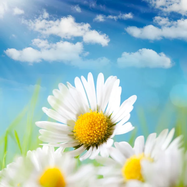 Sommer - Gänseblümchen, blauer Himmel und die Sonne dahinter — Stockfoto