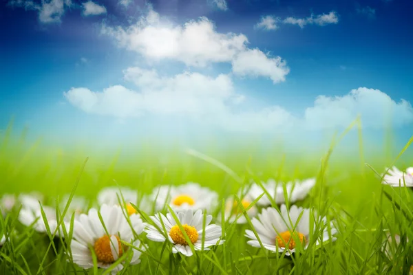 Zomer achtergrond - veld van daisy en blauwe hemel — Stockfoto