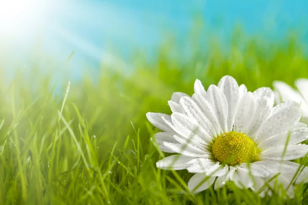 Природний фон - красива квітка на зеленому полі — стокове фото