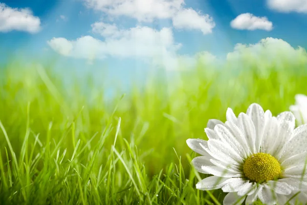 Přírodní pozadí - květina na zelené louce a modrá obloha — Stock fotografie
