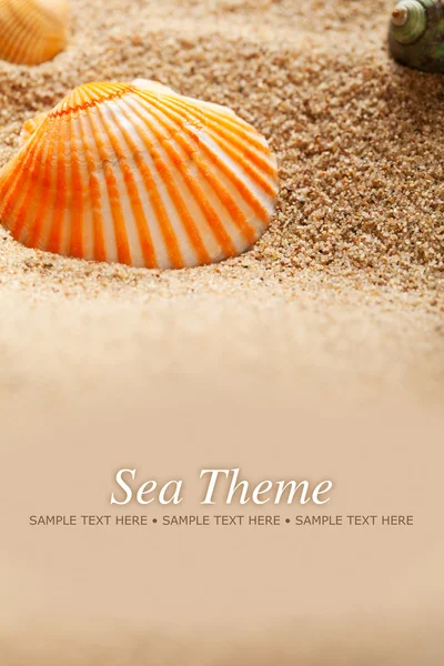 Морская тематика - песок и раковины — стоковое фото