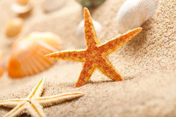 Étoiles de mer et coquillages sur sable — Photo