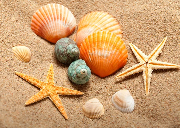 Vie marine coquillages et étoiles de mer — Photo