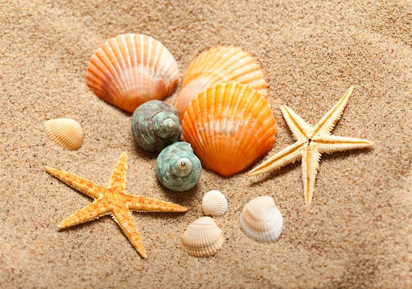 Vida marina - conchas y estrellas de mar —  Fotos de Stock