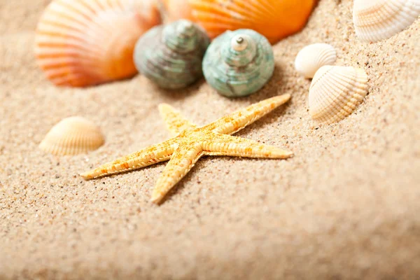 Starfish e conchas — Fotografia de Stock