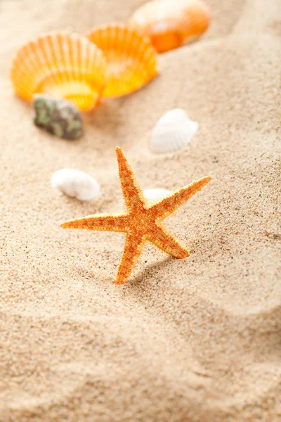 Hvězdice a mušle na písku — Stock fotografie