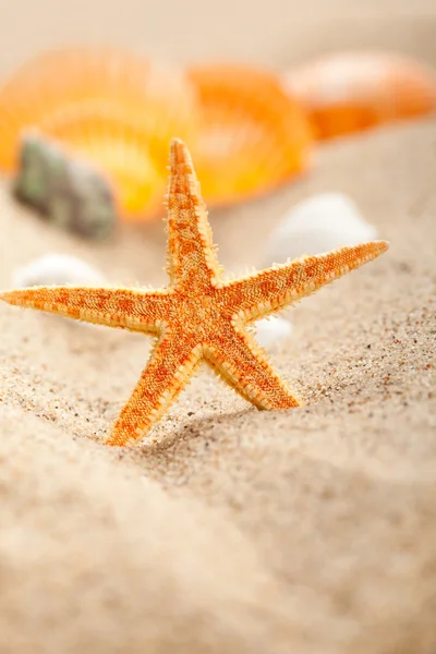 Zeester en schelpen op zand — Stockfoto