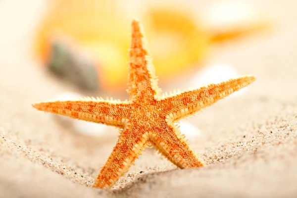 Estrella de mar sobre arena —  Fotos de Stock