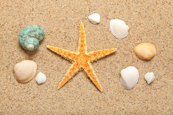 贝壳和海星 — 图库照片