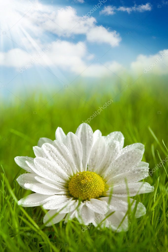 Beautiful flower on summer field